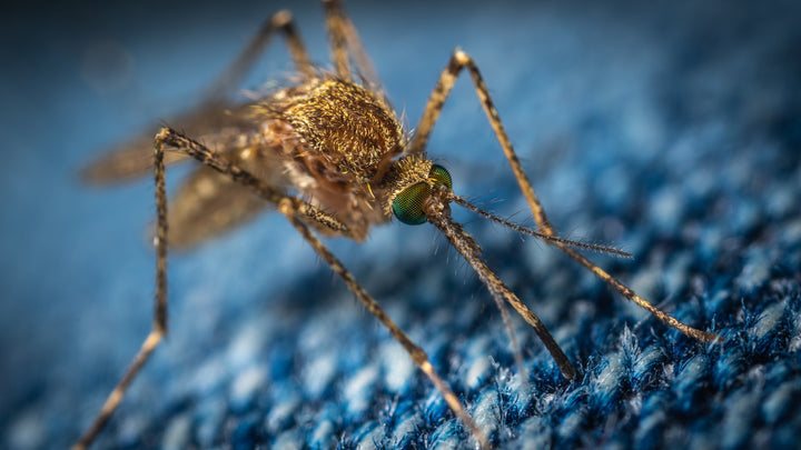 Eerste hulp bij insectenbeten