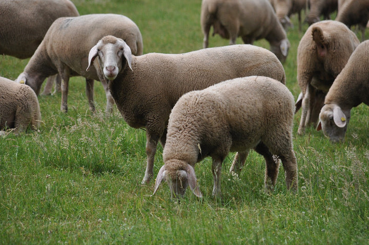 Merino wol in de zomer: Wat zijn de voordelen?